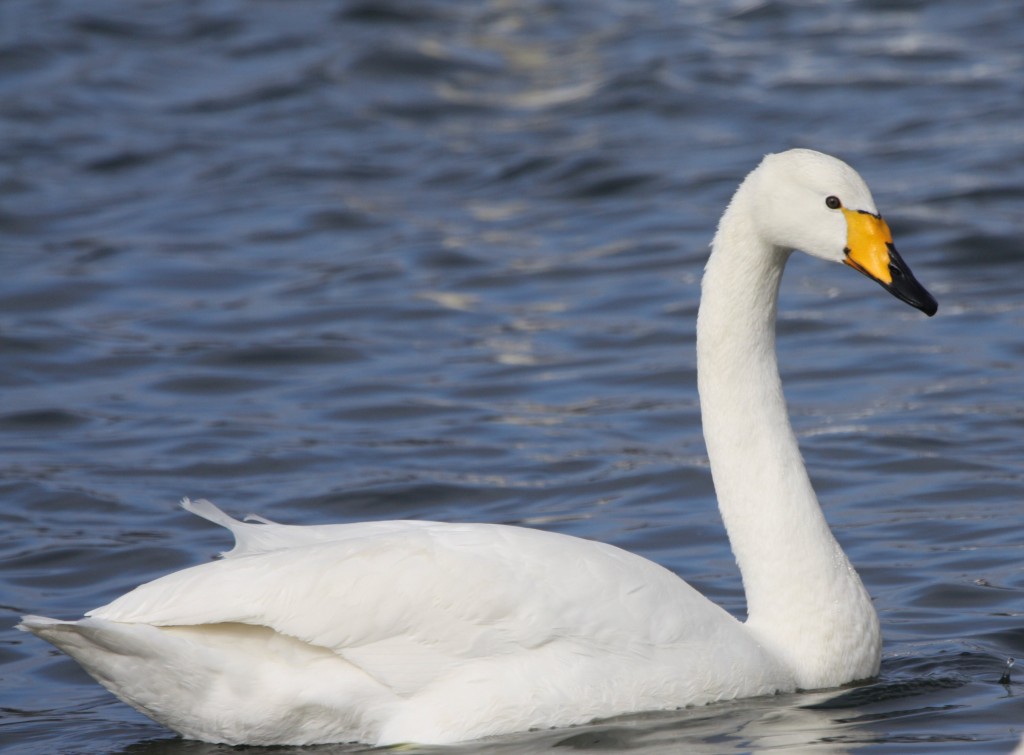 Whooper Swan | Bird Watching Tours - Bird watching Holidays and Trips ...