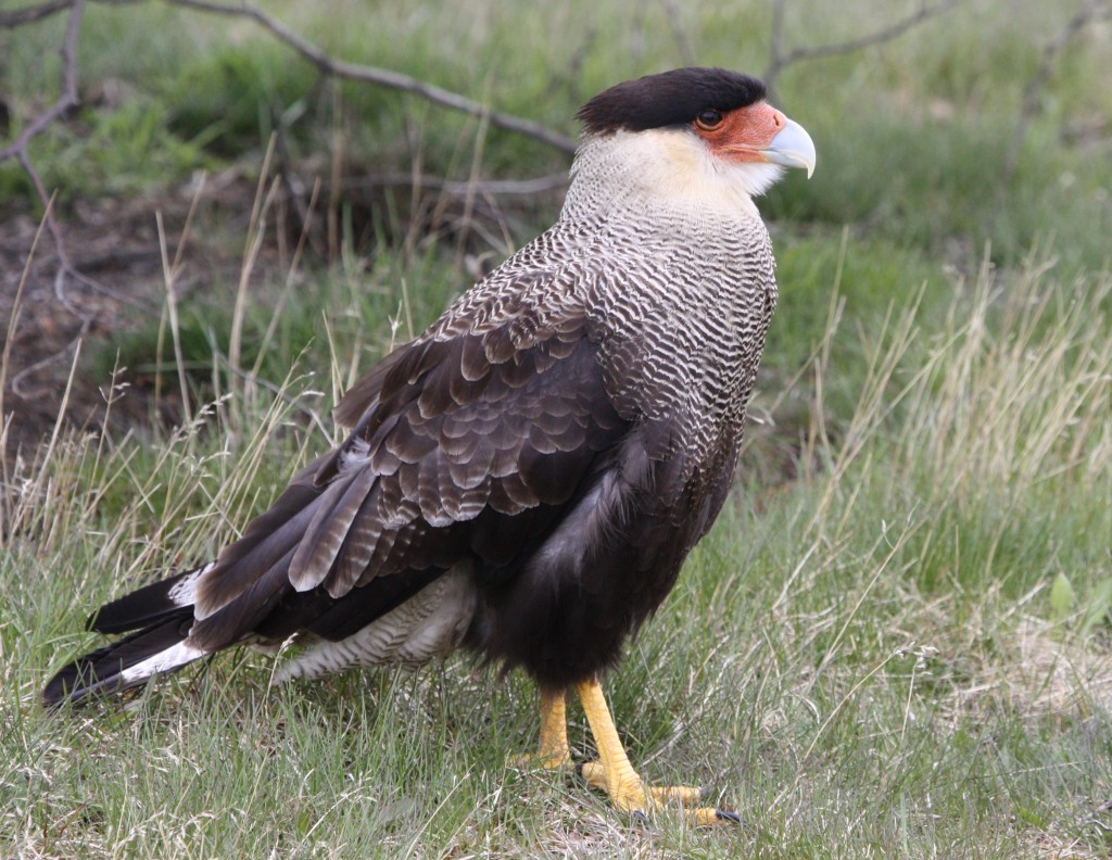 Southern Crested Caracara | Bird Watching Tours - Bird watching