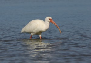 White Ibis, Florida 2007