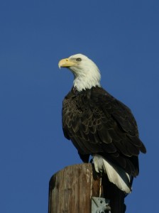 Bald Eagle, Florida 2007
