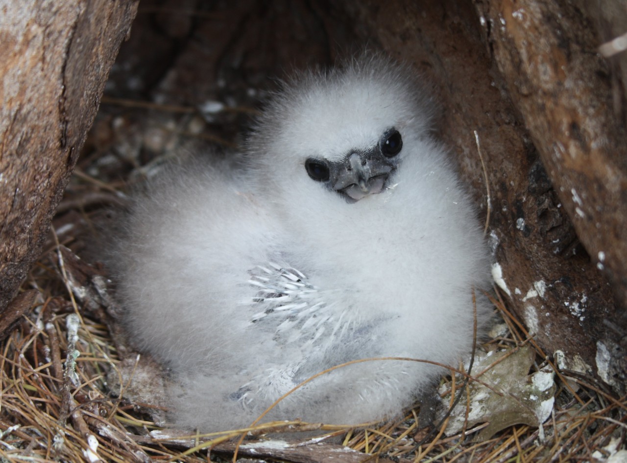 White-tailed Tropicbird chick