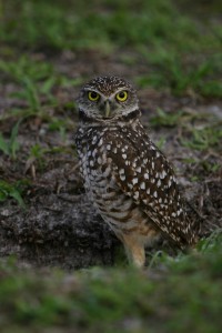 Burrowing Owl, Florida 2007