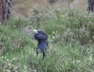 3 Capercaillie_9517