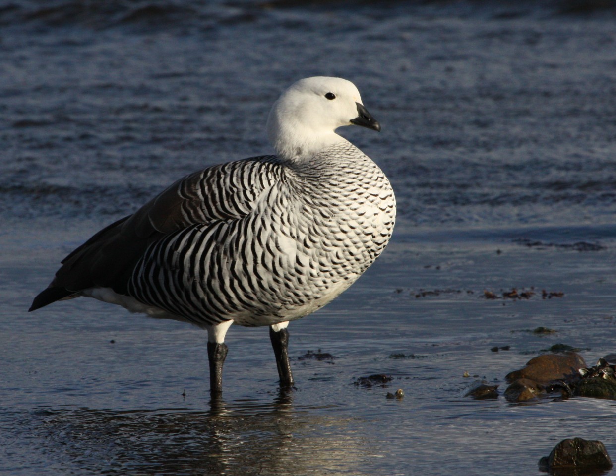 Upland Goose (male)