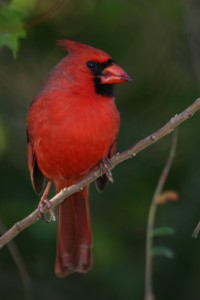 Northern Cardinal, Florida 2007
