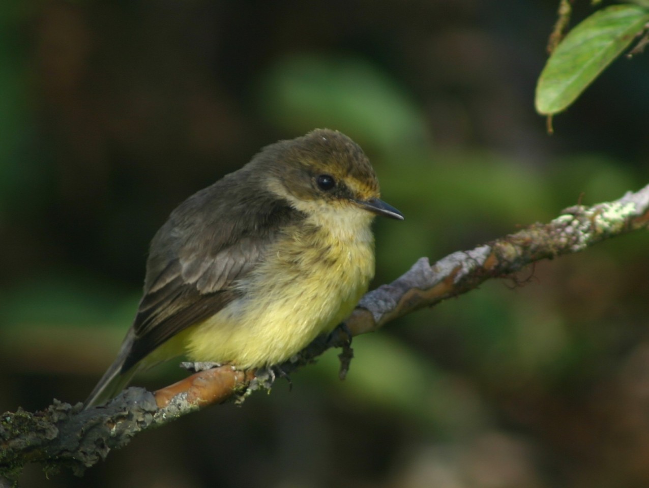Vermilion Flycatcher (female)