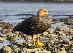Upland Goose, Falklands 2018