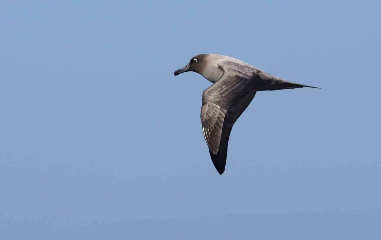 Light Mantled Sooty Albatross