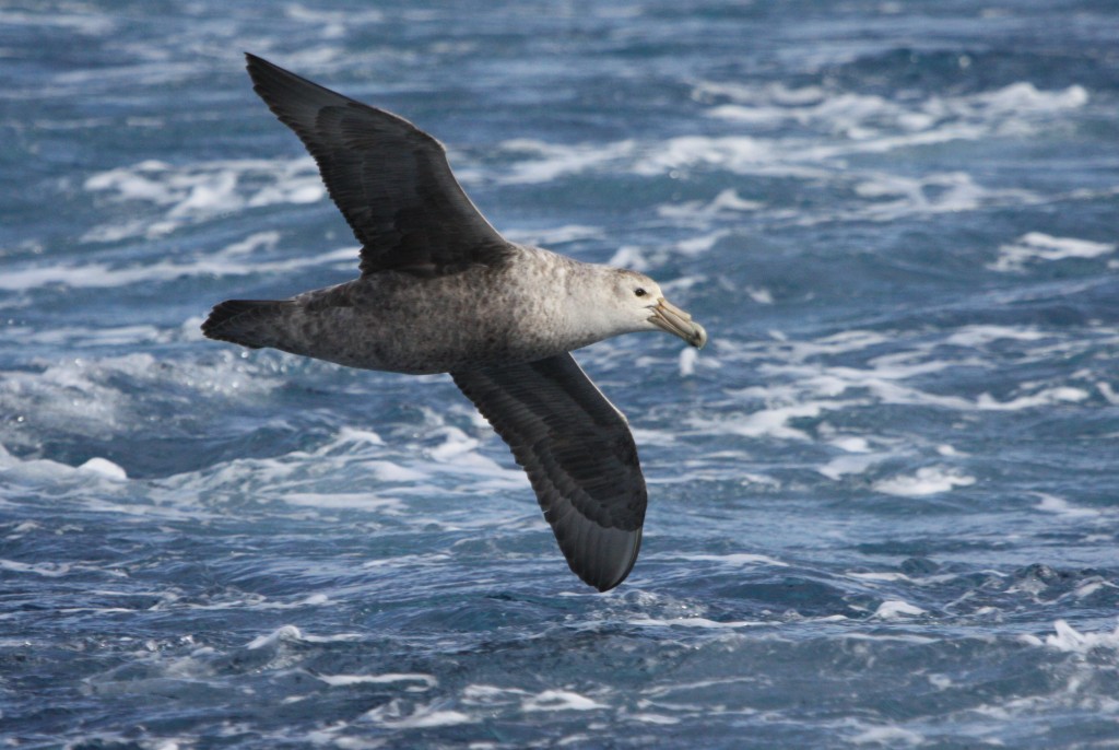 Southern Giant Petrel | Bird Watching Tours - Bird watching Holidays ...