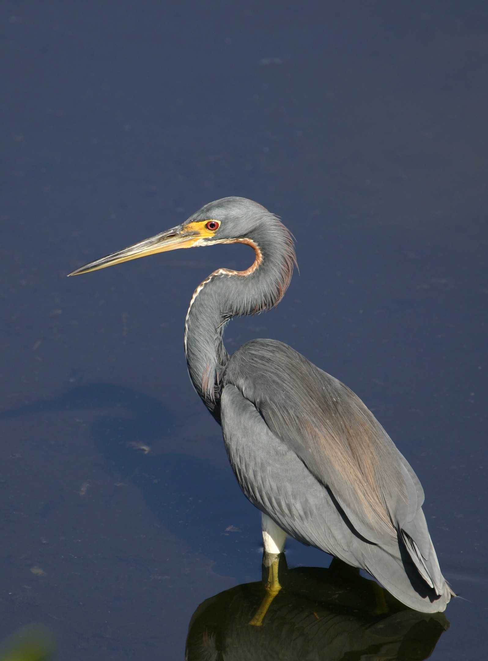 Tricoloured Heron | Bird Watching Tours - Bird watching Holidays and ...