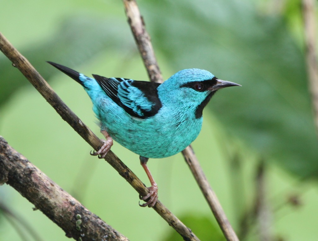 Blue Dacnis | Bird Watching Tours - Bird watching Holidays and Trips ...