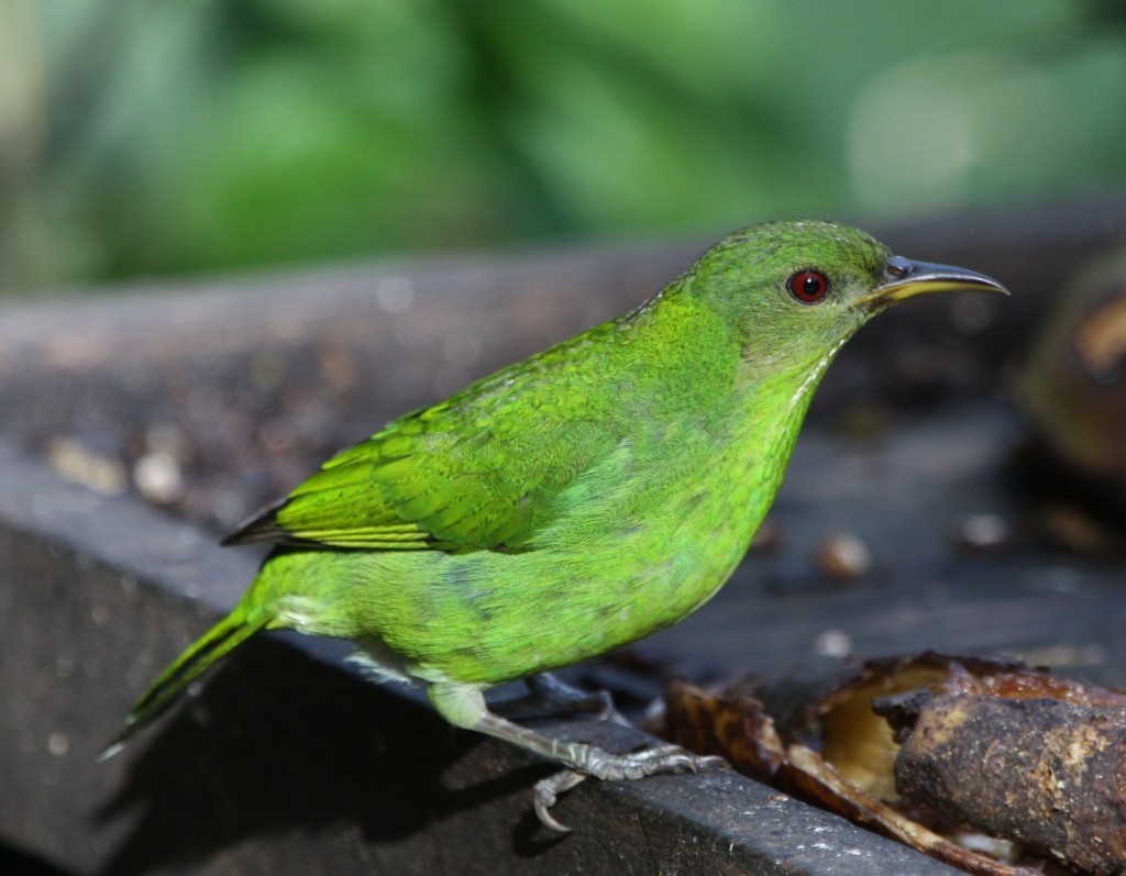 Green Honeycreeper (female) | Bird Watching Tours - Bird watching ...