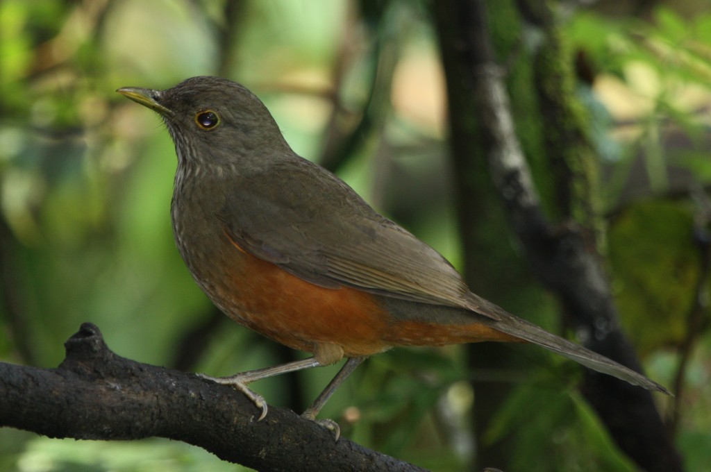 Rufous-bellied Thrush | Bird Watching Tours - Bird Watching Holidays ...