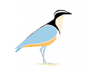 Egyptian Plover