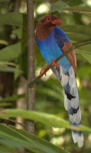 SL Blue Magpie_1138