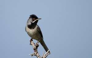 Ruppell's Warbler_7823