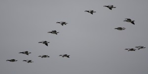 Barnacle Geese_9559