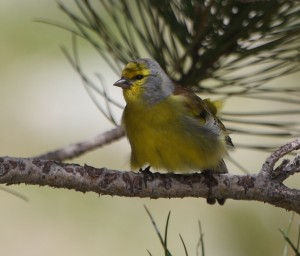 Corsican Finch_3182