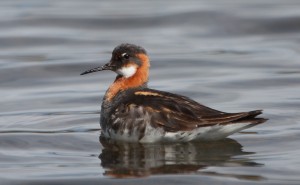 Red-necked Phalarope_3820