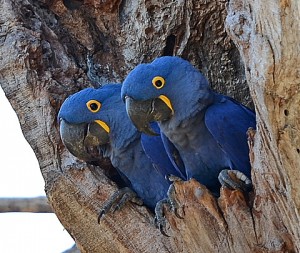 Hyacinth Macaws