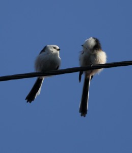 Long-tailed Tits 4405