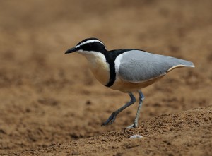 Egyptian Plover 7621