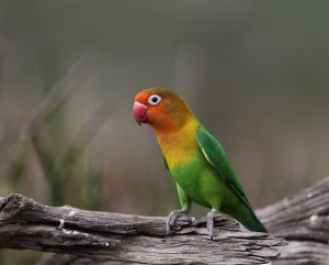 Fischer's Lovebird_2887