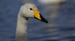 Whooper_3945