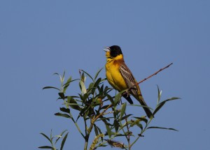 Black-headed Bunting 5273