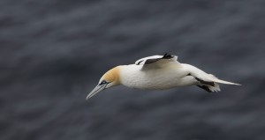 Gannet_7359