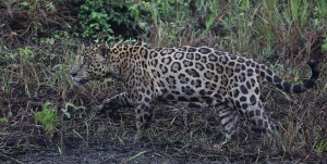 Jaguar, The Pantanal 2015