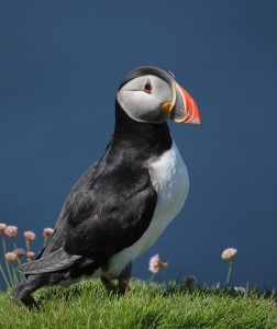 Puffin, Hebrides 2014