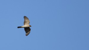 Sparrowhawk_ 0989