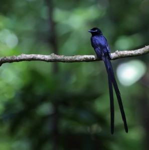 Seychelles Paradise Flycatcher_2012