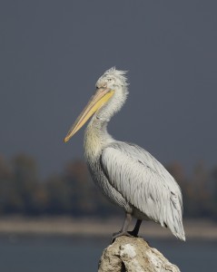 Dalmatian Pelican 3143