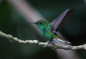 Coppery-headed Emerald_6777