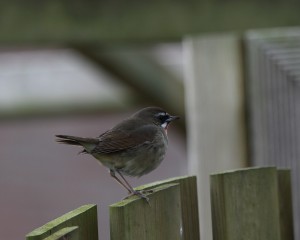 Siberian Rubythroat_8680