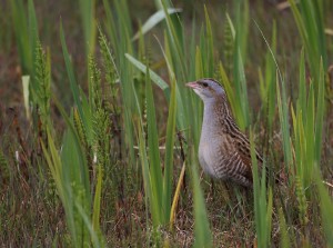 Corncrake, Hebrides 2016