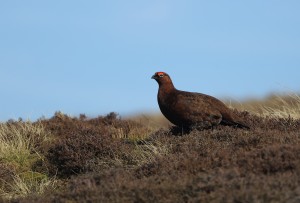 Red Grouse_9954