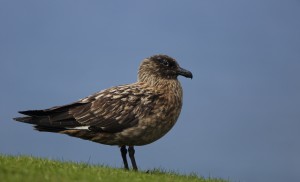 Great Skua_1913