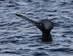 Humpback_0680