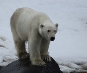 Polar Bear_2880