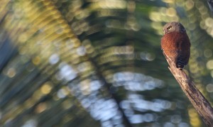 Chestnut-backed Owlet_0427