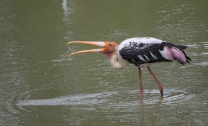 Painted Stork_2046