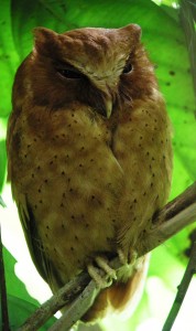 SERENDIB SCOPS OWL