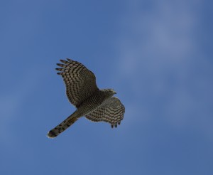 Sparrowhawk_4800