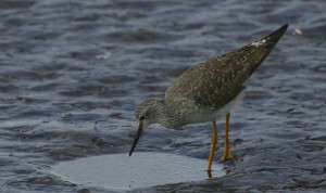 47-lesser-yellowlegs-2