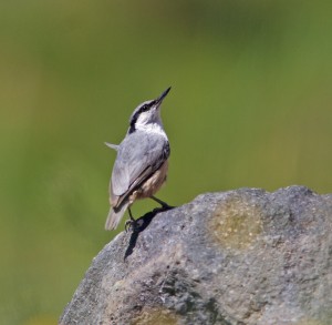 eastern-rock-nuthatch-2