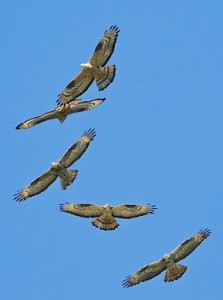 h-buzzards