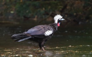 black-fronted-piping-guan_8418